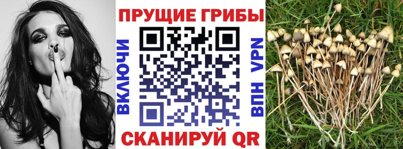 Галлюциногенные грибы GOLDEN TEACHER  сколько стоит  Рошаль 